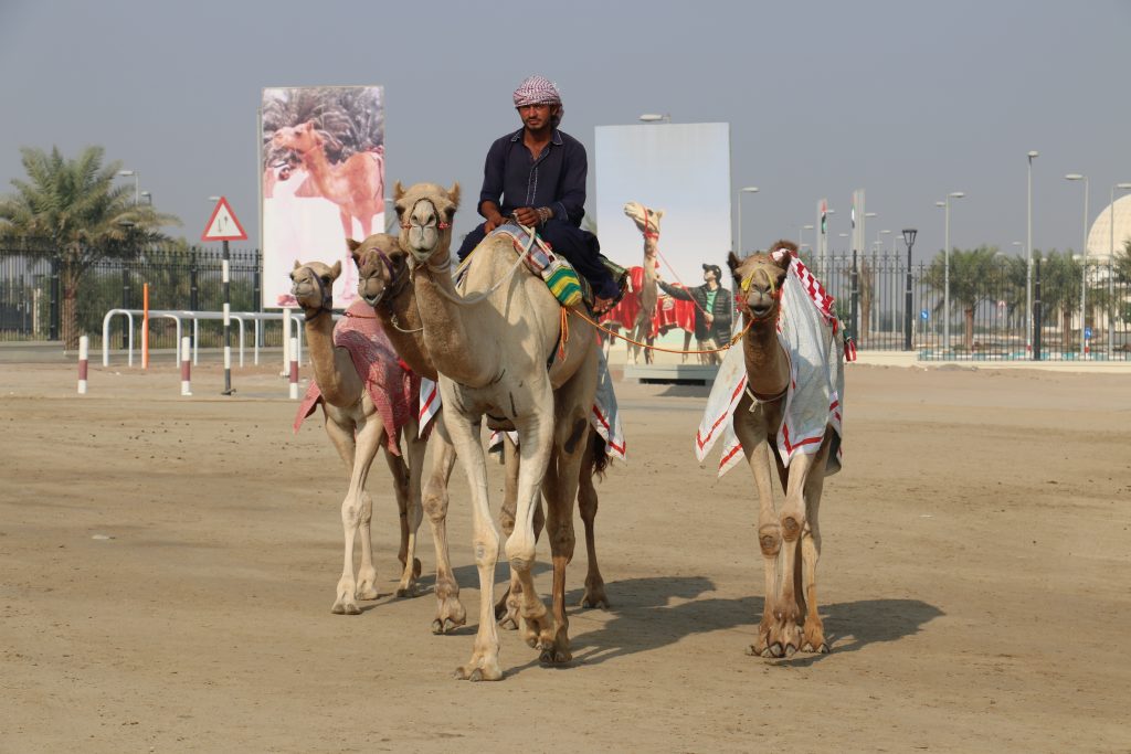 10 Fun facts about Camel Races – Feel Your Tempo